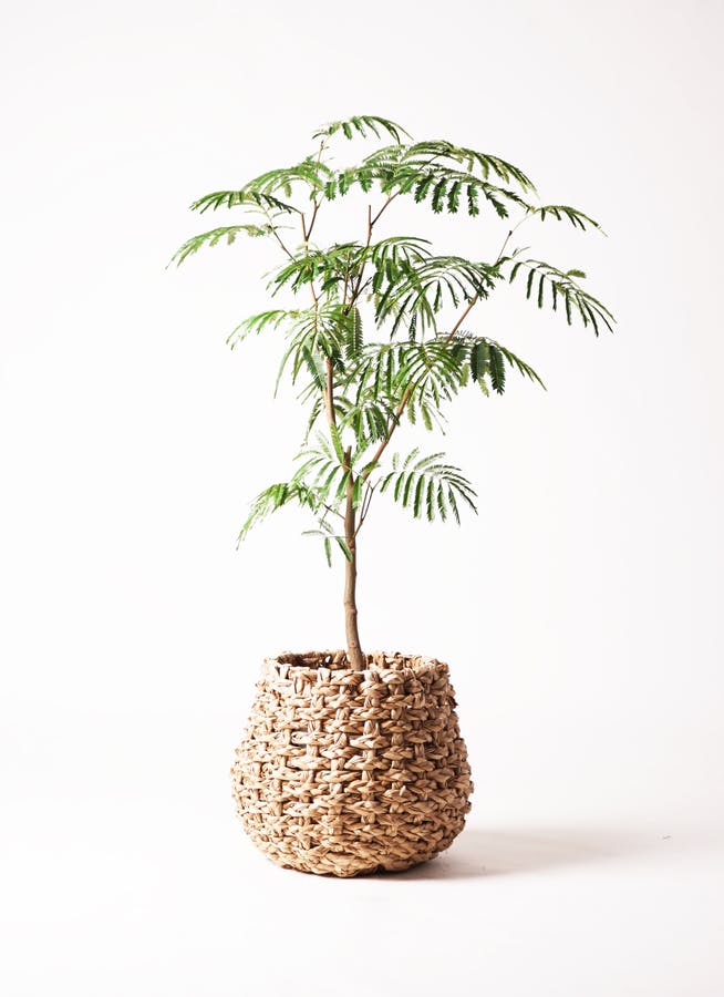 エバーフレッシュ S-shaped tree form 8号 135cm 【公式通販】