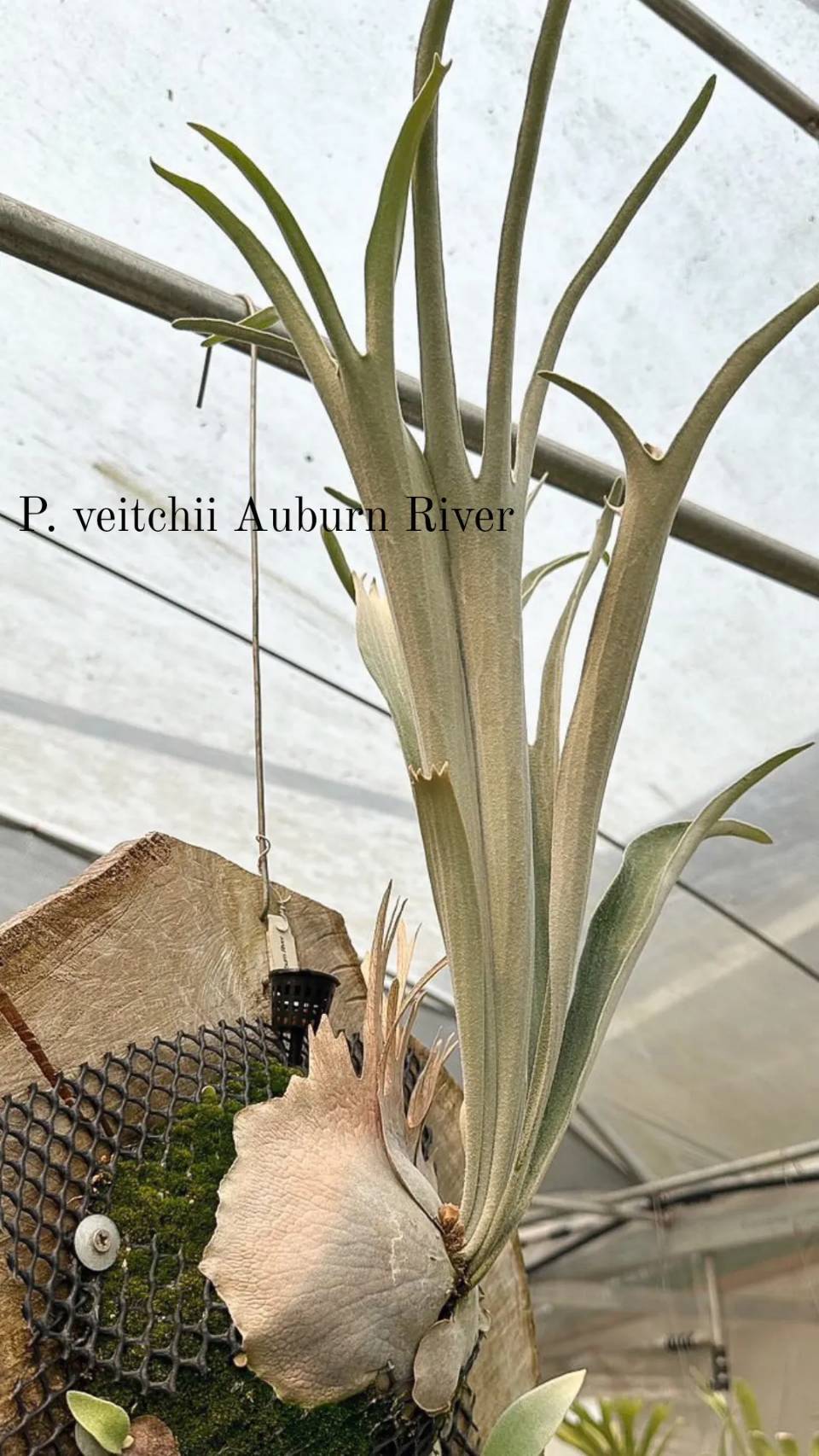 P. veitchii Auburn River, P. willinckii cv. Bulma sporeling